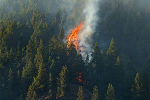 Forest Fire Prevention